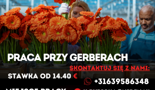 Praca przy gerberach – Waddinxveen