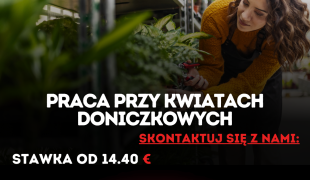 Praca przy kwiatach doniczkowych