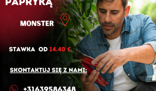 Pracownik Szklarni z papryką