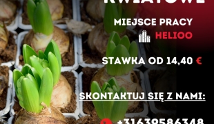 Cebulki Kwiatowe | Helioo | €14.40