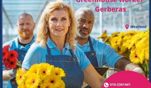 Stala praca przy Gerberach w Naaldwijk / transport/zakwaterowanie ✅✅✅ | Maasdijk  | €14.71