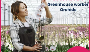 Praca przy orchideach / zakwaterwowanie/ transport📢📢📢 | Naaldwijk | €14.71