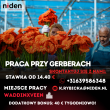 Praca przy gerberach – Waddinxveen