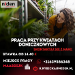 Praca przy kwiatach doniczkowych