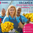 praca przy kwiatach Westland / zakwaterowanie/ transport 📢📢📢 | Maasdijk | €14.71