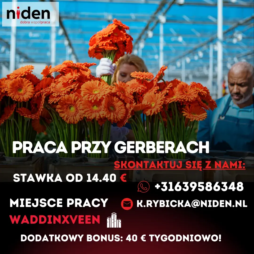 Praca przy gerberach – Waddinxveen