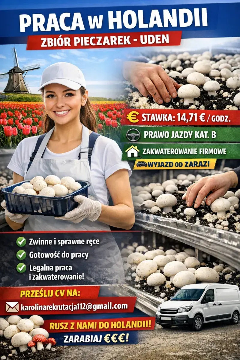 Zbiór, sort pieczarek | Uden | €14.71