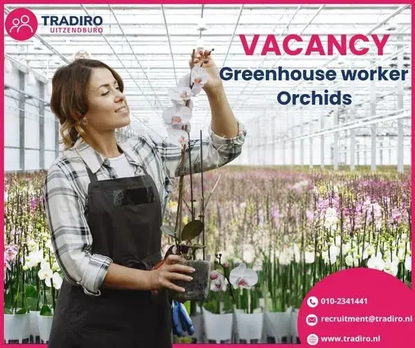 Praca przy orchideach / transport / zakwaterowanie  | Maasdijk | €14.71