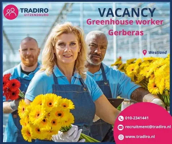 Praca przy Gerberach / zakwaterowanie/ transport 📢📢📢 | Naaldwijk | €14.71